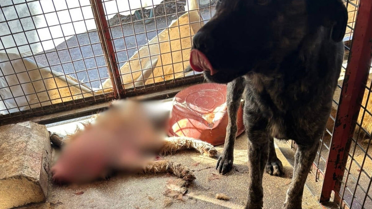 Mamak Barınağı'nda Şok Edici Görüntüler: Köpeklere Aşk Olmayan Muamele ve Açlık İddiaları!