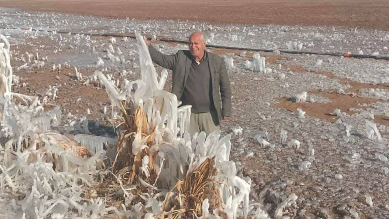 Şanlıurfa’da Çiftçinin Tarlasında Şaşırtıcı Manzara: Gözlerine Düymedi!