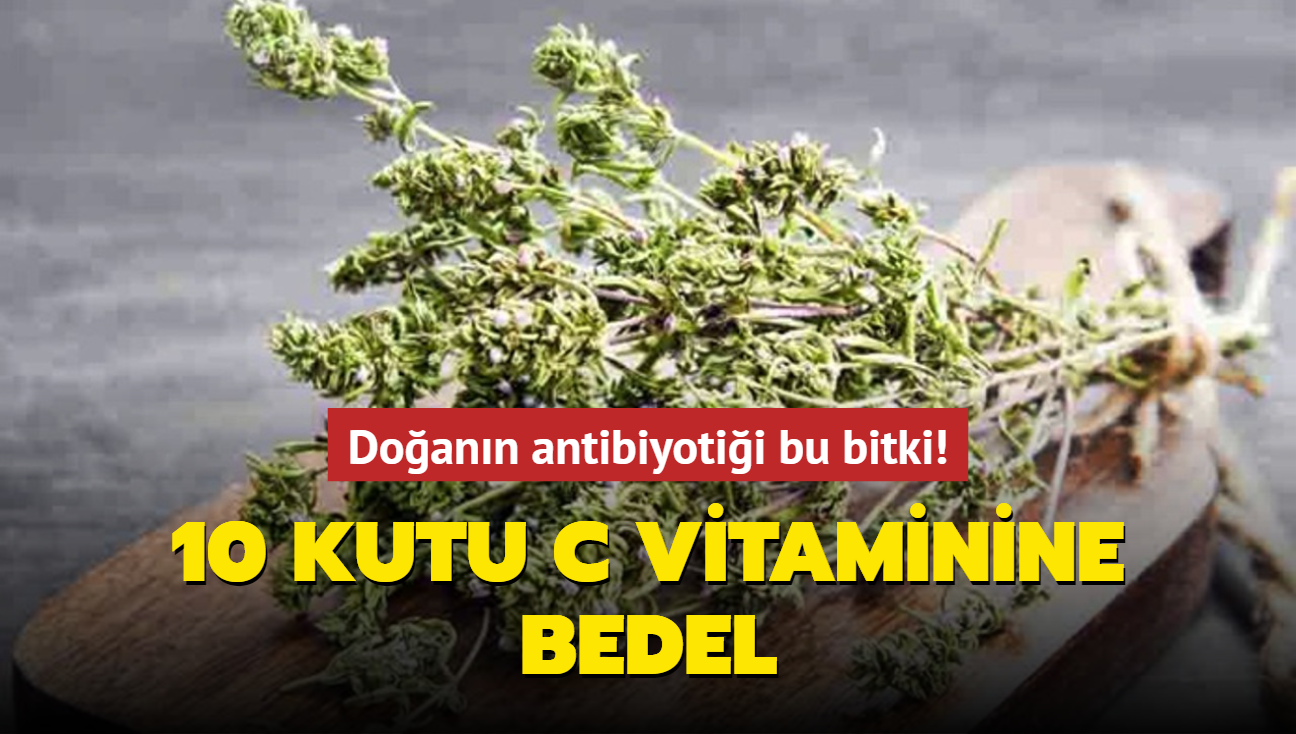 Doğanın Antibiyotik Hazinesi: Bu Bitki, 10 Kutu C Vitaminine Eşdeğer ve Bağışıklığı Destekliyor!